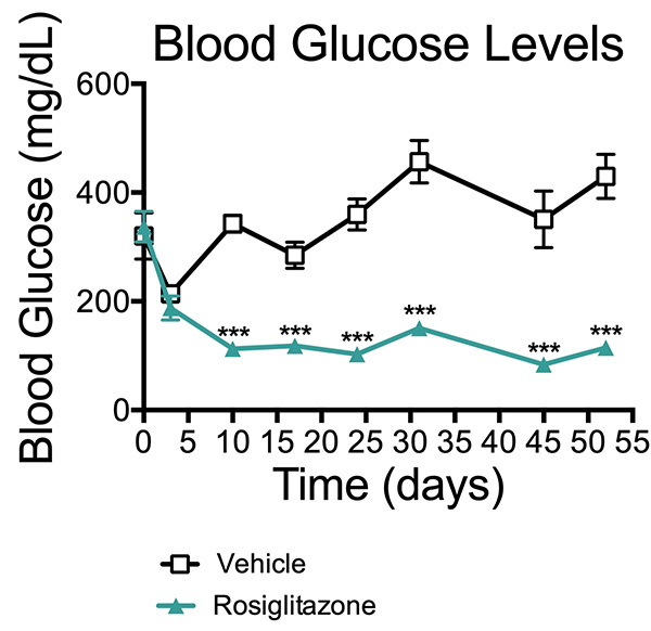 Blood glucose levels in db/db mice treated with rosiglitazone or vehicle.