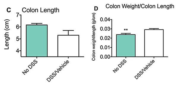 The ratio of colon weight / colon length was evaluated there was a significant reduction with DSS treatment