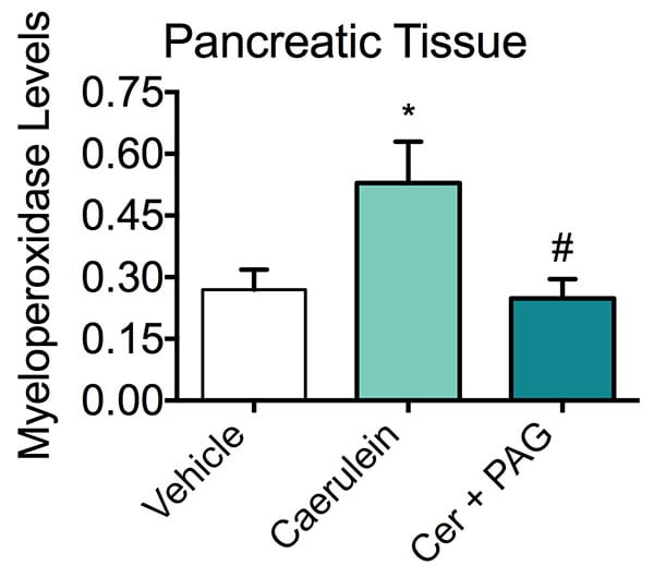 Levels of pancreatic myeloperoxidase in vehicle-treated and caerulein-treated mice, with or without DL-Propargylglycine pretreatment.
