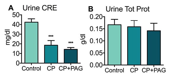 Levels of creatine and total protein in the urine of cisplatin-treated rats.