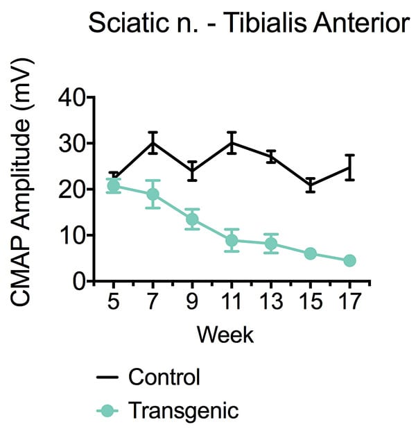 Responses in the tibialis anterior to sciatic nerve stimulation in G93A SOD transgenic versus non-transgenic control mice weekly from 5 to 17 weeks
