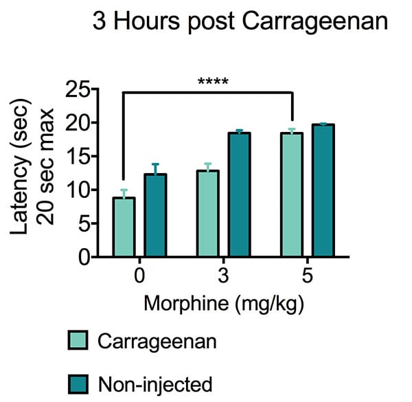 Mophine increases the paw withdrawl latency in non-injected and carrageenan-injected mice.