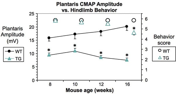 Plantar foot muscle responses evoked by stimulation of the tibial nerve were recorded from G93A SOD transgenic and non-transgenic control mice biweekly from 8 to 16 weeks.
