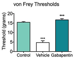 Von Frey mechanical thresholds of mice treated with gabapentin or vehicle during the CCI model.