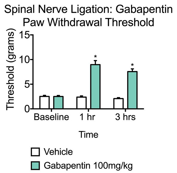 Paw withdrawal threshold in gabapentin and vehicle-treated rats that have undergone spinal nerve ligation.